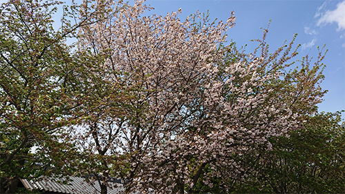 櫻木神社の桜