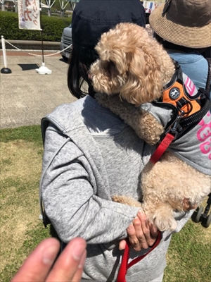 犬1