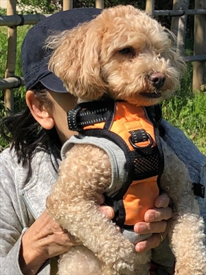 犬2