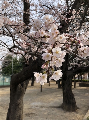 桜