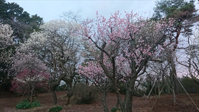 梅