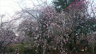 しだれ桜