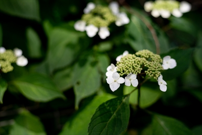 紫陽花