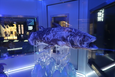 シーラカンス