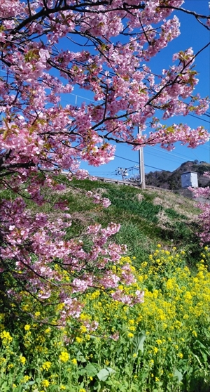 桜