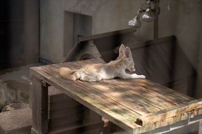 動物1