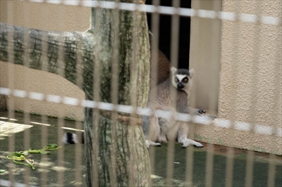 動物2