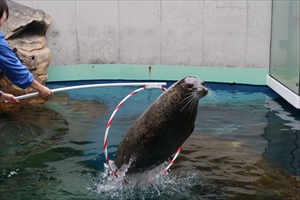 アザラシ1