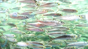 お魚1