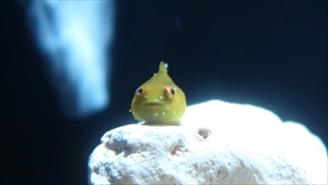 お魚2