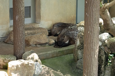 動物園①