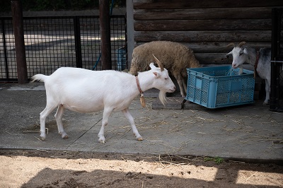 動物園②