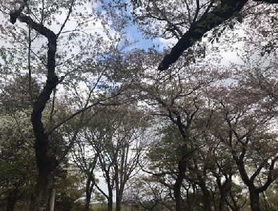 桜