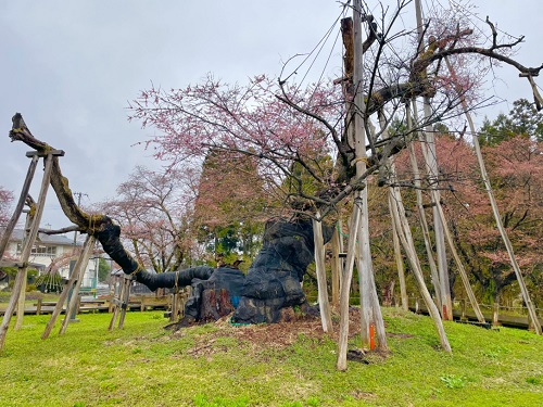 久保桜②