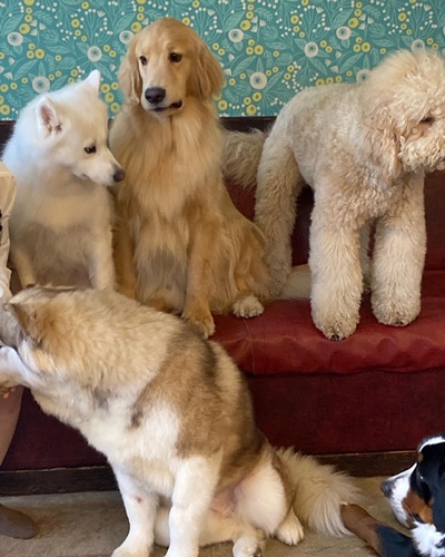 犬②