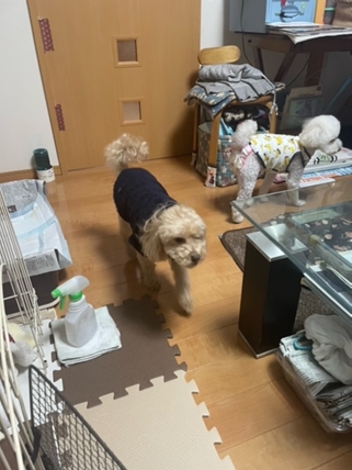 愛犬③