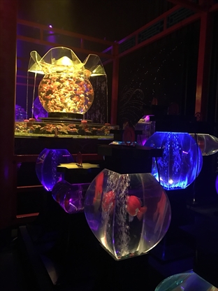 金魚3