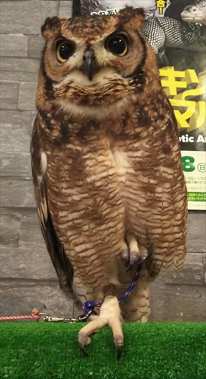 フクロウ2