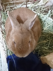 ウサギ3