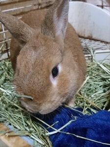 ウサギ4
