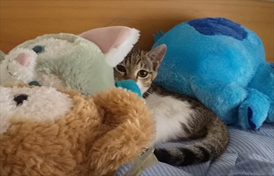猫1