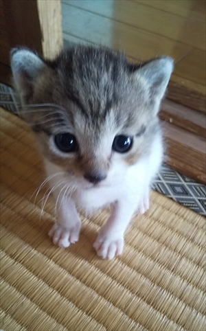 猫2