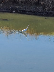 鳥