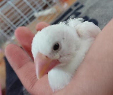 文鳥①